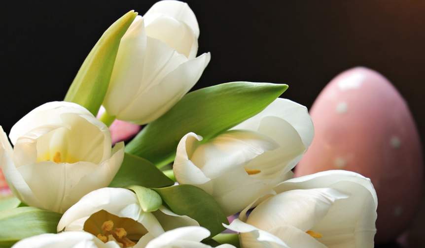 Loughborough student accommodation tulip flowers