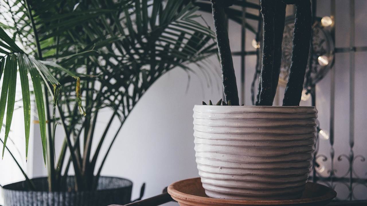 Nottingham Student Accommodation student has plants in room